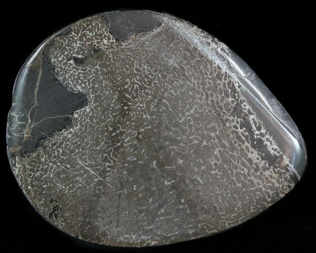 Jurassic Marine Reptile Bone In Cross-Section - Whitby, England #49178